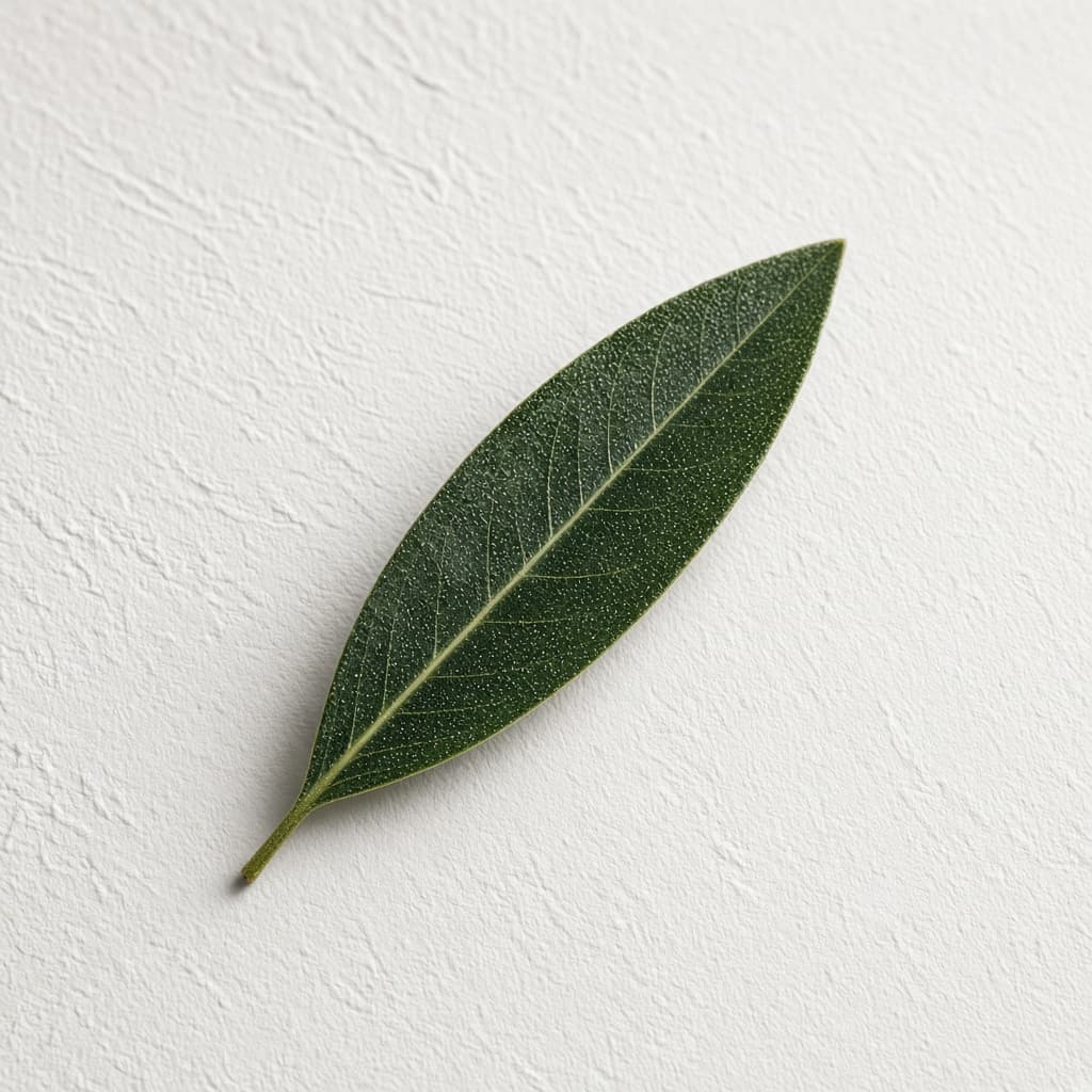A single green leaf on white plaster.